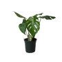 Philodendron Monstera Deliciosa (gatenplant)